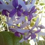 Petrea volubilis ফুল