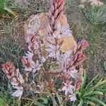 Asphodelus ramosus Kvet
