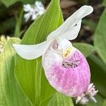 Cypripedium reginae 花