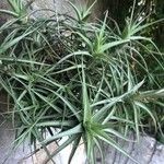 Tillandsia aeranthos 葉