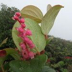 Gaultheria erecta Ліст