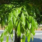 Inga marginata Leaf