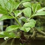 Zanthoxylum bungeanum Leaf