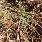 Phyllanthus suffrutescens Blad