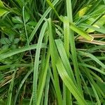 Cyperus alopecuroides Levél