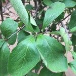 Ehretia amoena Hoja