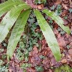 Asplenium scolopendrium Likasa
