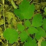 Actaea spicata Leaf