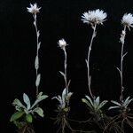 Anaphalioides papuana Hábito