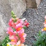 Antirrhinum australe 花