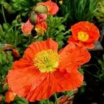 Papaver croceum عادت داشتن