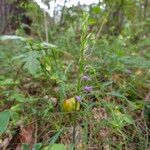 Hemipilia cucullata Kvet