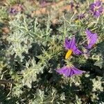 Solanum virginianum Žiedas