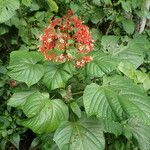 Clerodendrum paniculatum Hoja