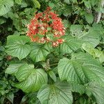 Clerodendrum paniculatum Lehti