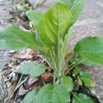 Erigeron annuusبرگ