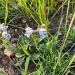 Craterostigma hirsutum Blüte