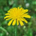 Hypochaeris radicata Blüte