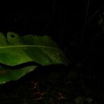 Heliconia latispatha Leaf