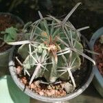 Ferocactus latispinus Лист