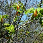 Acer macrophyllum Lapas