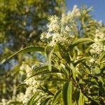 Miconia sellowiana Flower