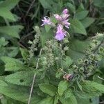 Teucrium canadense പുഷ്പം