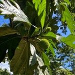 Artocarpus altilis Fruct