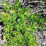 Grindelia chiloensis Habit