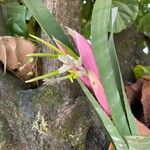 Billbergia zebrina Φύλλο