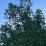 Torreya californica Hábito
