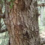 Abies cephalonica Bark