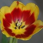 Tulipa grengiolensis Flower