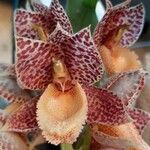 Catasetum denticulatum Flower
