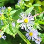 Symphyotrichum puniceum 花