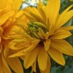 Rudbeckia laciniata花