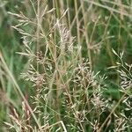 Agrostis capillaris Λουλούδι
