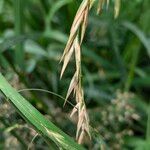 Bromus catharticus Frukt