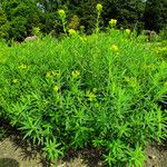 Euphorbia illirica Habit