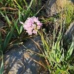 Allium roseum Flower