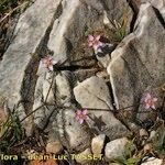 Rhodalsine geniculata Natur