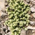 Galium megalospermum Λουλούδι