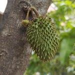 Annona muricata Fruchs