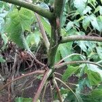 Gossypium barbadense ᱪᱷᱟᱹᱞᱤ