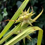 Carex grayi Fruit