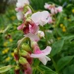 Lathyrus vernus Flower