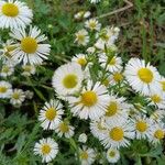 Erigeron strigosusFlor