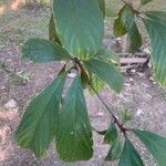 Terminalia amazonia Hoja