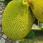 Artocarpus heterophyllusFrucht