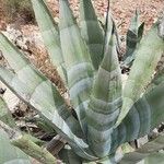 Agave asperrima Leaf